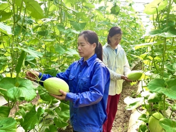 Nâng cao giá trị canh tác từ trồng dưa hữu cơ