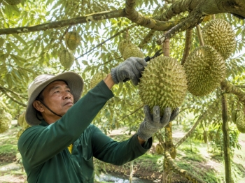 Xử lý nghiêm tình trạng mua bán, gian lận mã số vùng trồng