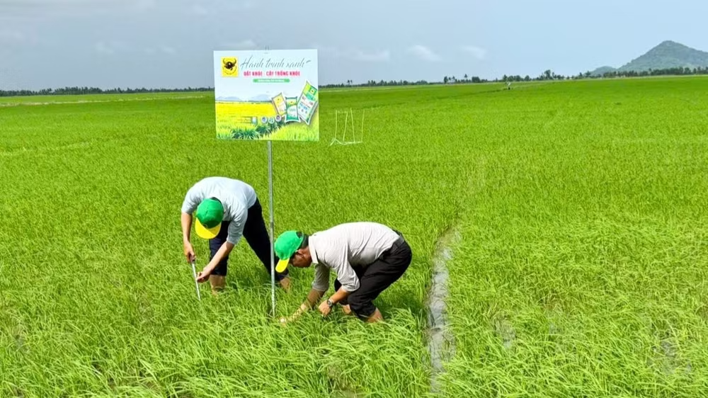 Đổi mới tư duy trên vùng đất phèn để tăng hiệu quả trồng lúa