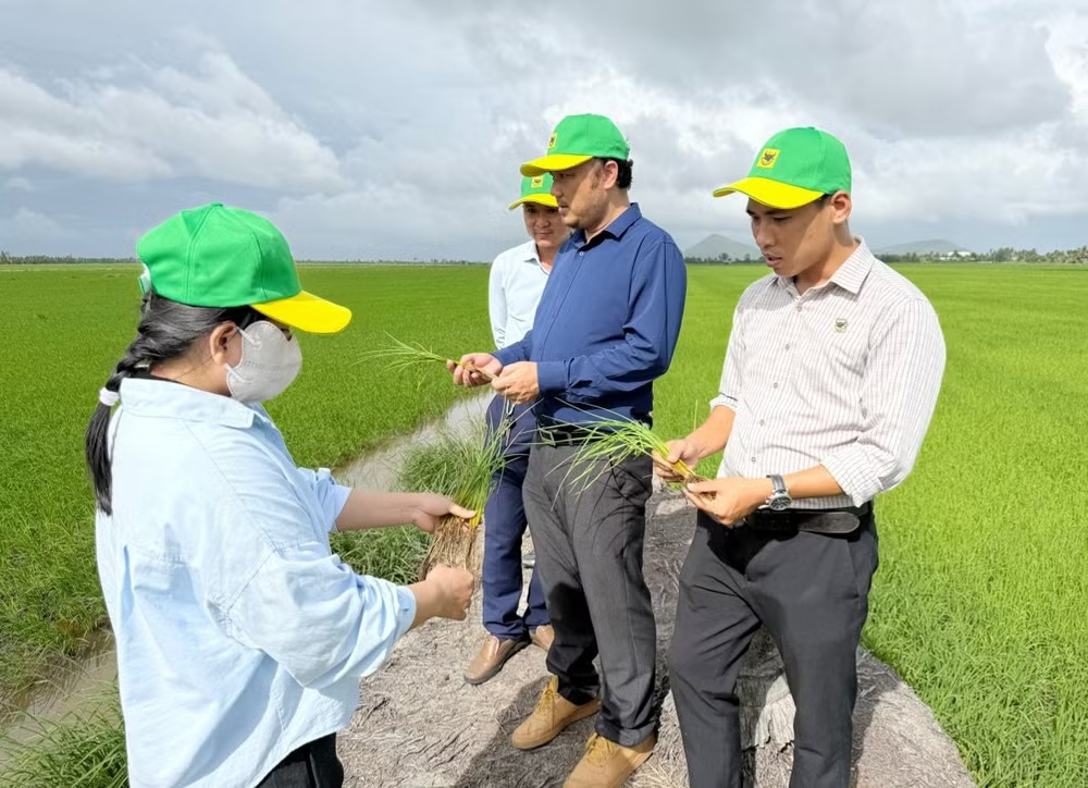 Đổi mới tư duy trên vùng đất phèn để tăng hiệu quả trồng lúa