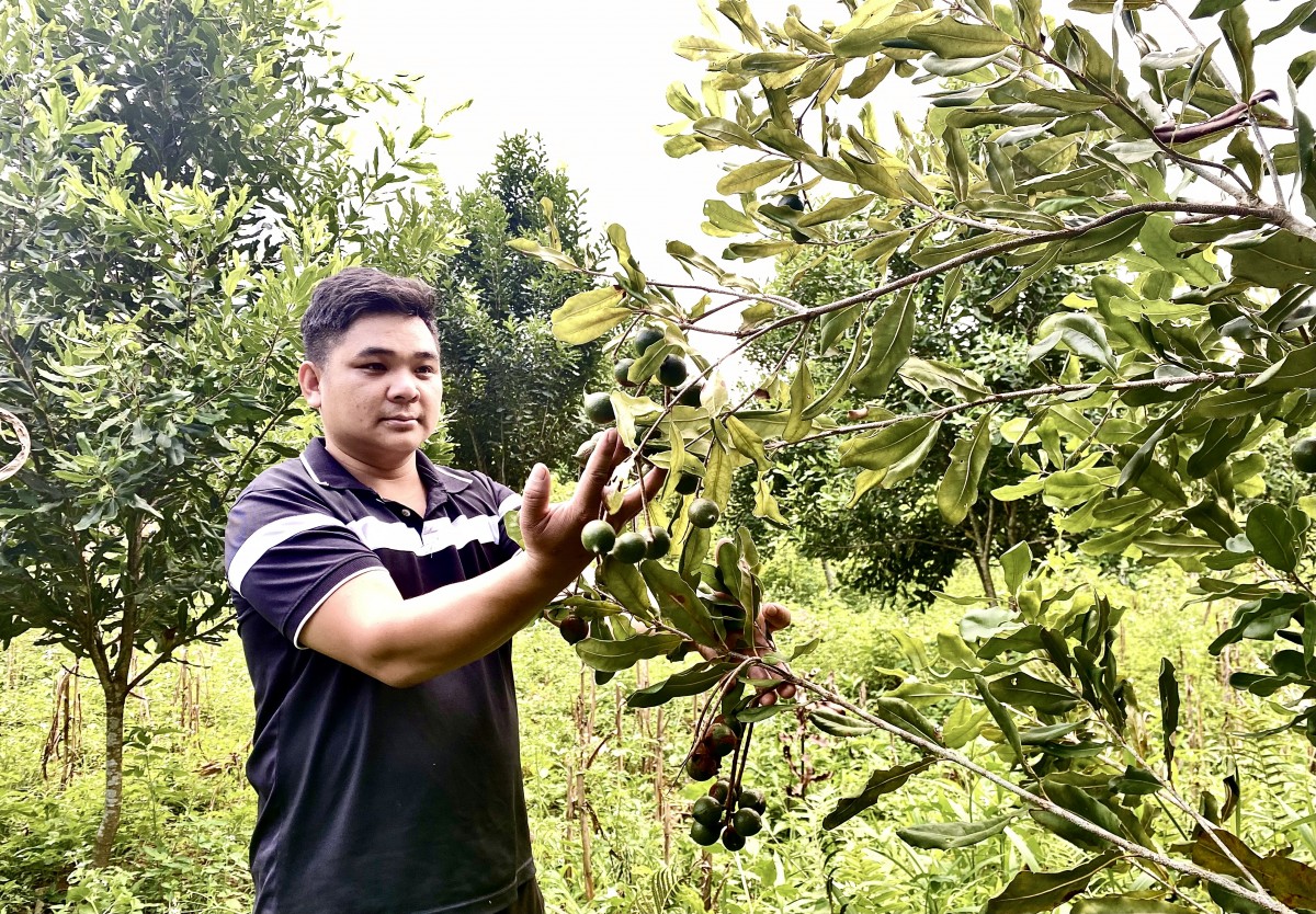 Mác ca mở hướng phát triển kinh tế nông nghiệp hiệu quả, bền vững