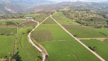 Lào Cai: Xây dựng vùng chè tập trung an toàn, chất lượng cao hướng tới thị trường châu Âu