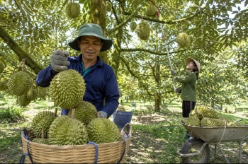 Đồng Tháp siết quản lý mã số vùng trồng, cơ sở đóng gói