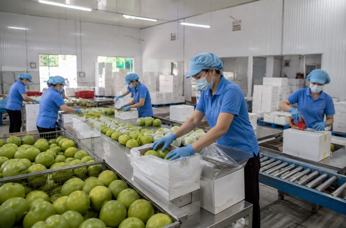 Đồng Tháp siết quản lý mã số vùng trồng, cơ sở đóng gói
