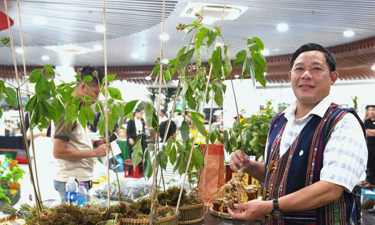 Sâm Ngọc Linh từ 4 năm tuổi mới được mang chỉ dẫn địa lý “Ngọc Linh”