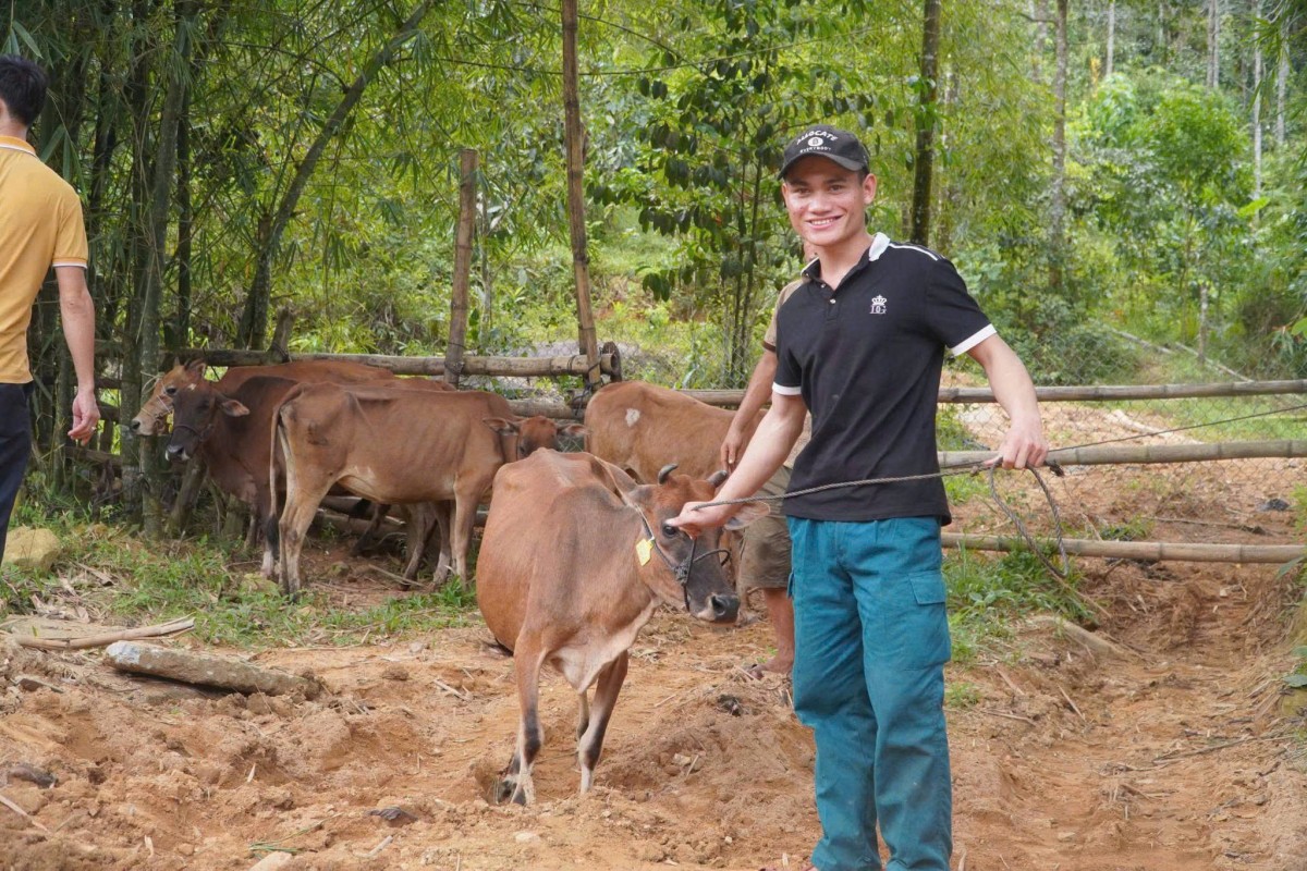 Người dân Trà Leng chăm sóc đàn bò sinh sản được hỗ trợ từ chương trình khuyến nông, góp phần phát triển chăn nuôi, tạo sinh kế và nâng cao thu nhập.