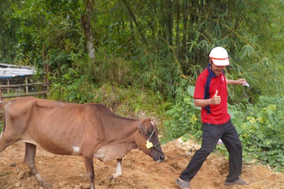 Người dân Trà Leng đưa bò ra chăm sóc, góp phần duy trì đàn giống và phát triển mô hình chăn nuôi bò sinh sản tại địa phương.