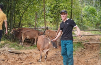 Đà Nẵng triển khai mô hình nuôi bò sinh sản tại Trà Leng