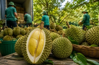 Sầu riêng xuất khẩu sang Trung Quốc phải truy xuất đến tận vùng trồng