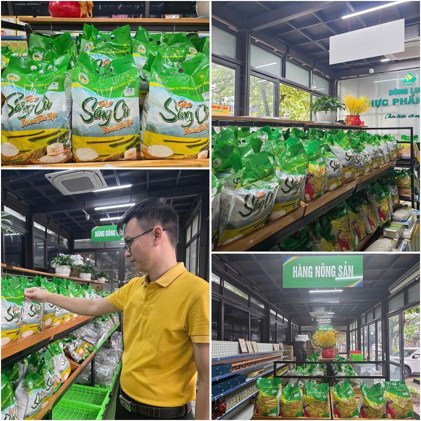 Nâng tầm hạt gạo đặc sản Than Uyên từ chuỗi liên kết bền vững