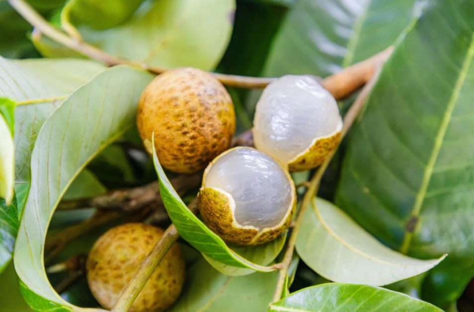 Trung Quốc tạo giống lai nhãn-vải, năng suất gấp đôi giống nhãn phổ biến