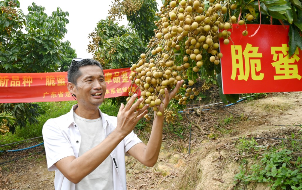 Trung Quốc tạo giống lai nhãn-vải, năng suất gấp đôi giống nhãn phổ biến