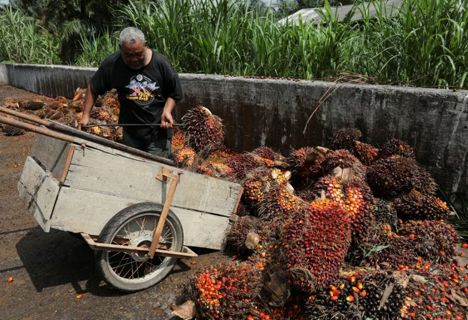 Malaysia phát triển chất làm mát trung tâm dữ liệu từ dầu cọ