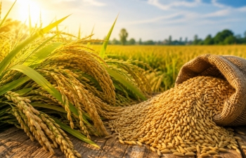 VFA kêu gọi doanh nghiệp chung tay hỗ trợ tiêu thụ lúa cho nông dân