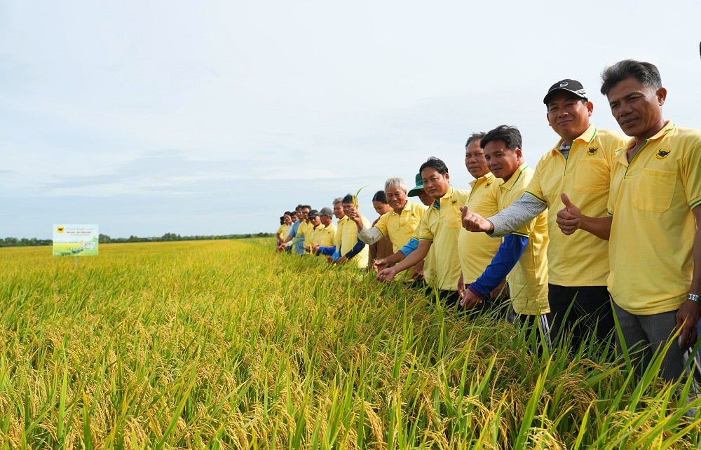 Nâng pH đất phèn- chìa khóa hạ giá thành lúa hè thu ở Tứ giác Long Xuyên