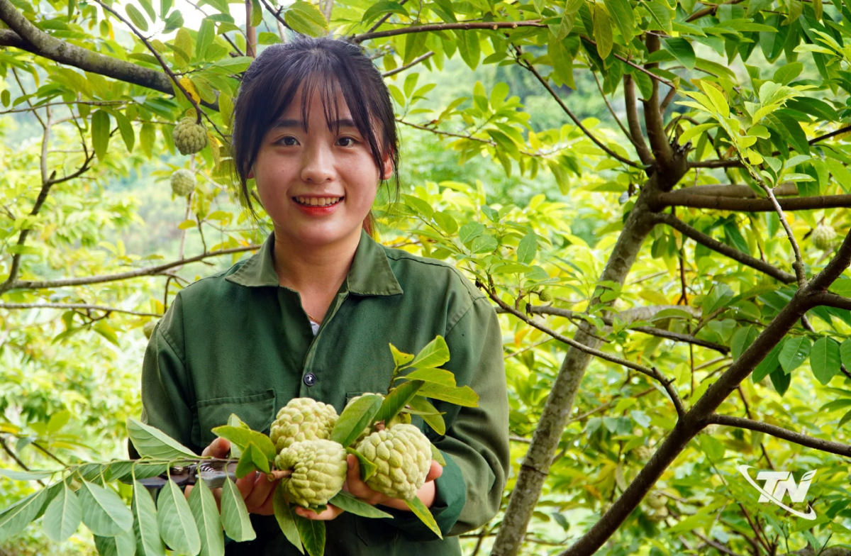 Cây na "mở lối" làm giàu trên đất đồi