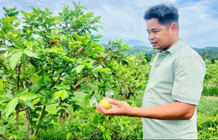 Kinh nghiệm chuyển đổi đất keo cằn cỗi sang trồng ổi lê Đài Loan hiệu quả