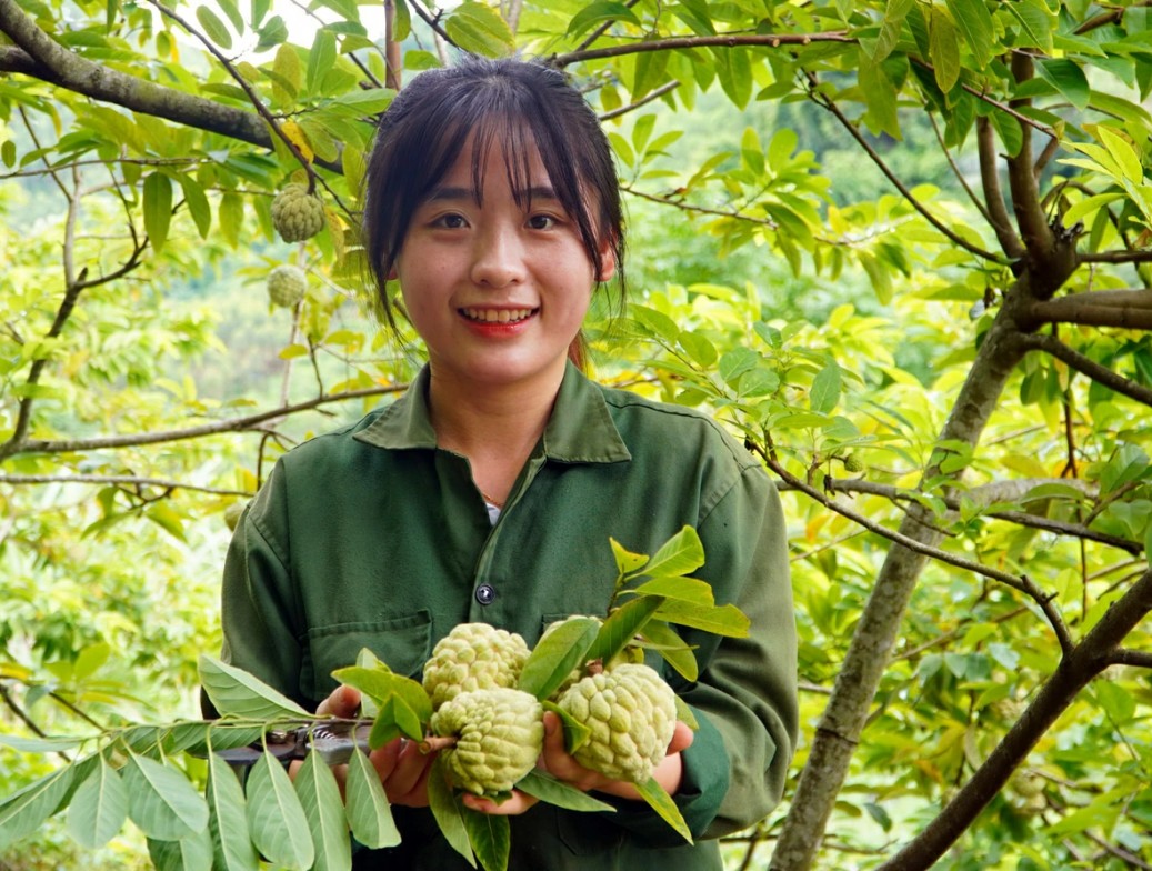Thái Nguyên: Cây na mở hướng làm giàu trên vùng đất đồi