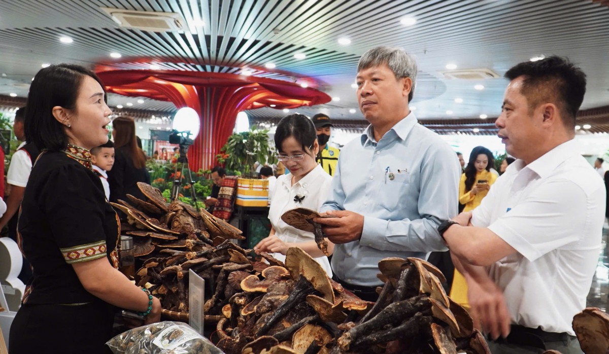 Đà Nẵng định hướng đưa Sâm Ngọc Linh trở thành cây chủ lực