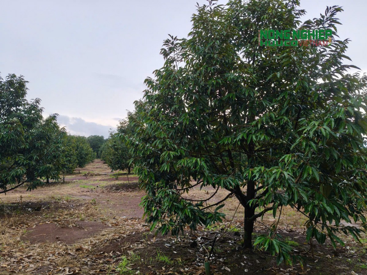 BomBo giữ gìn bản sắc văn hóa dân tộc, phát triển du lịch sinh thái và nông nghiệp bền vững