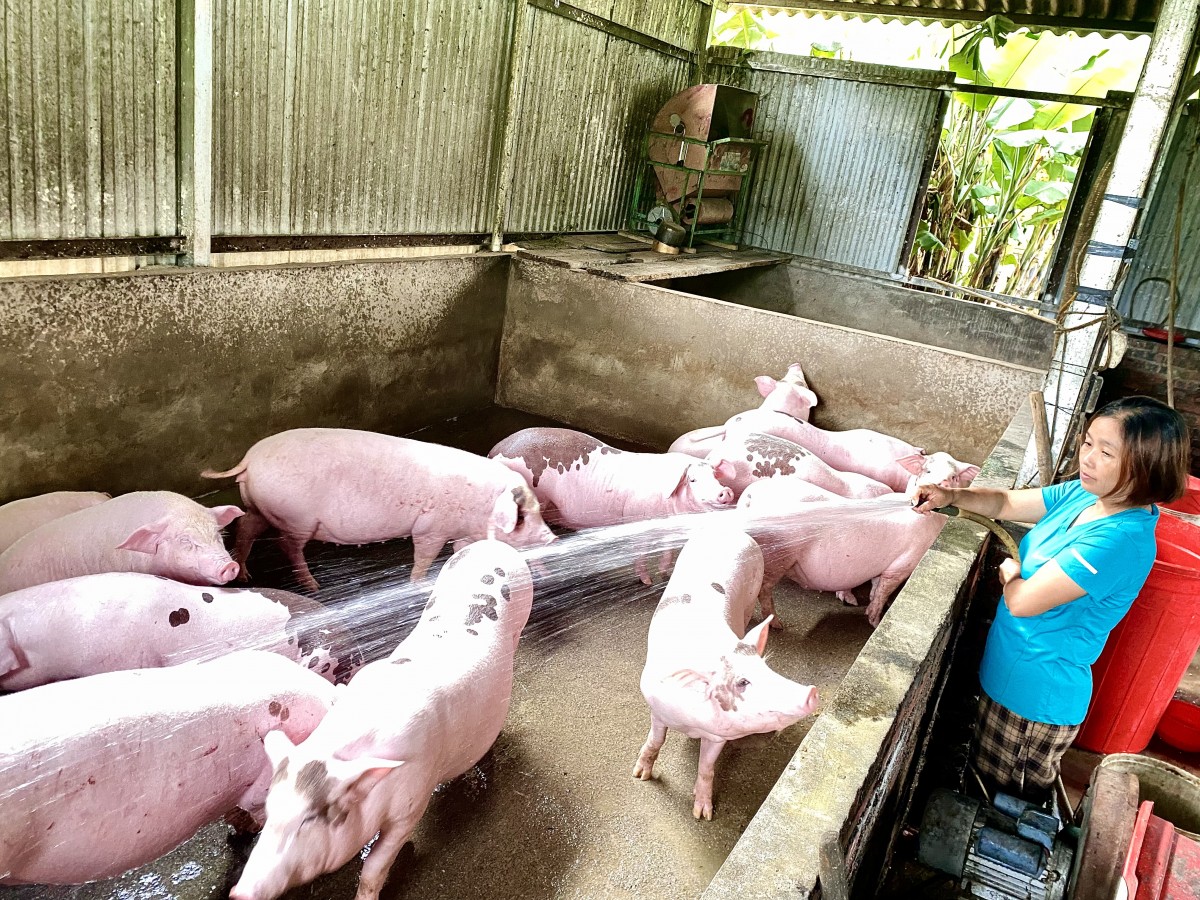 Nữ cán bộ Hội truyền lửa phong trào nông dân sản xuất giỏi