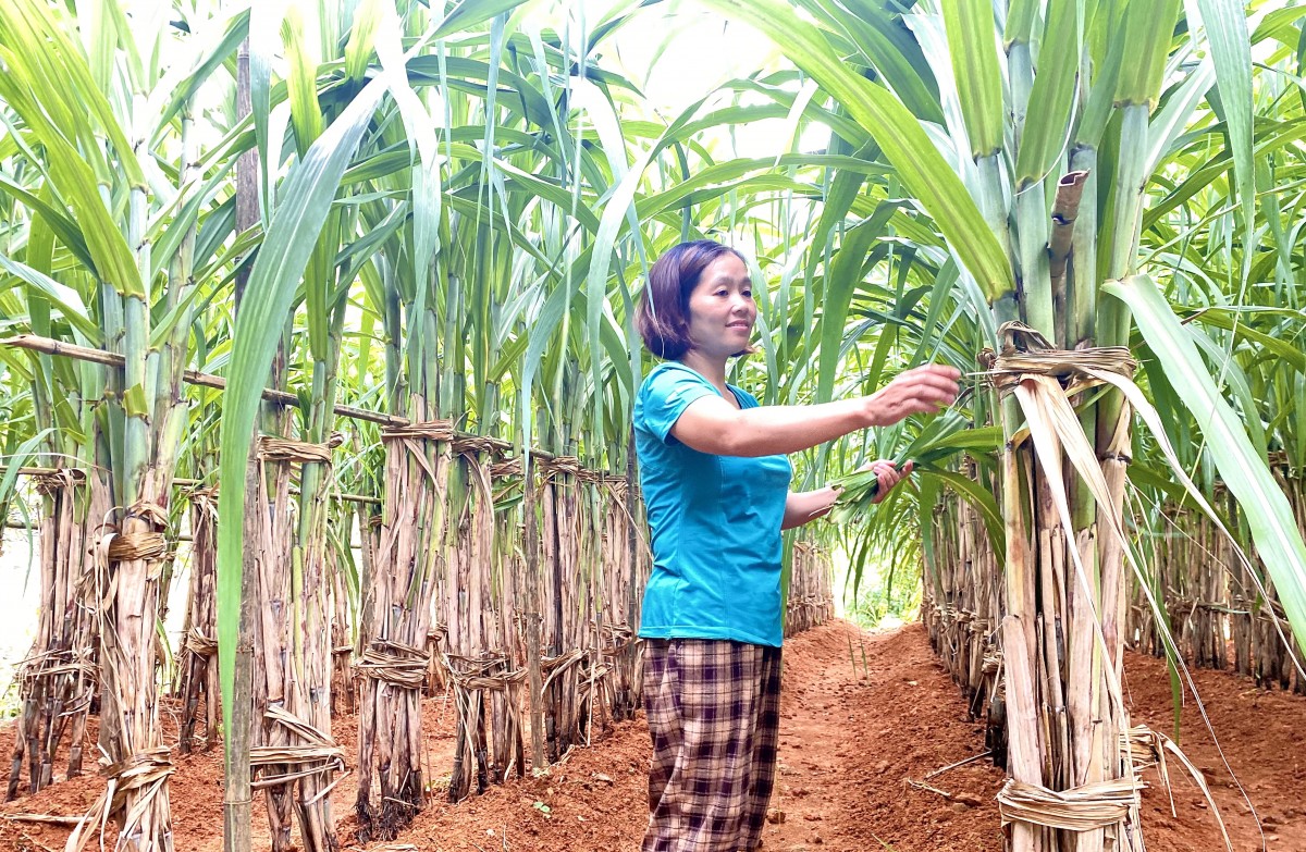 Nữ cán bộ Hội truyền lửa phong trào nông dân sản xuất giỏi