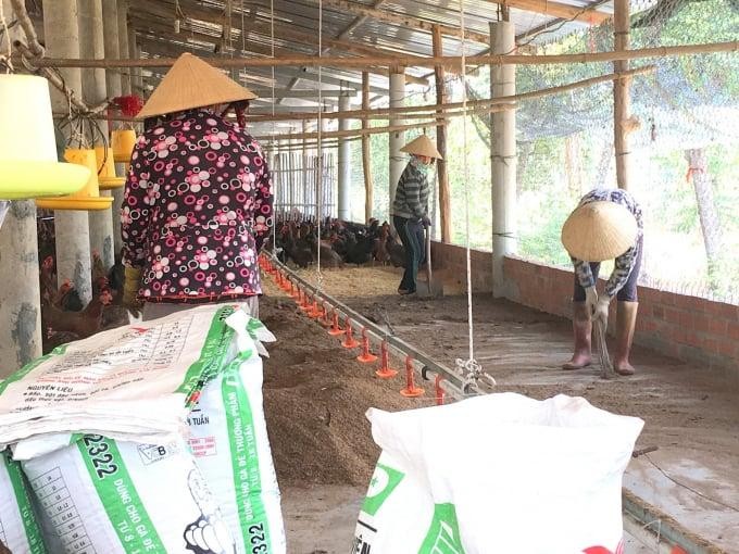 Phát triển chăn nuôi gà hữu cơ gắn với bảo vệ môi trường nông thôn: Từ lý luận đến giải pháp thực tiễn
