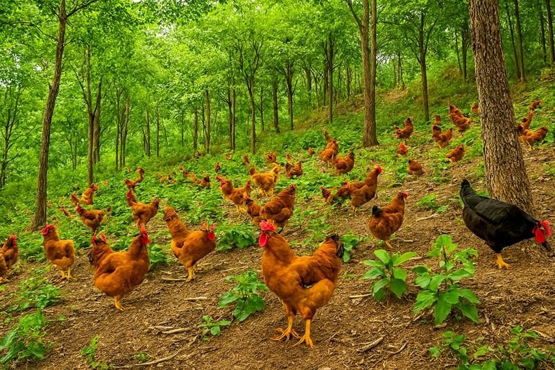 Phát triển chăn nuôi gà hữu cơ gắn với bảo vệ môi trường nông thôn: Từ lý luận đến giải pháp thực tiễn