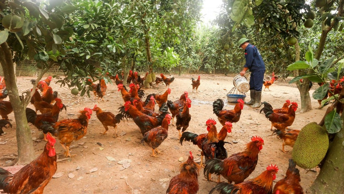 Phát triển chăn nuôi gà hữu cơ gắn với bảo vệ môi trường nông thôn: Từ lý luận đến giải pháp thực tiễn