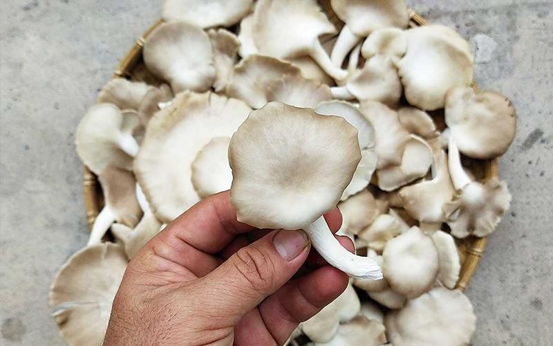 4 loại nấm vừa ngon vừa bổ, thích hợp đưa vào thực đơn khi trời chuyển thu