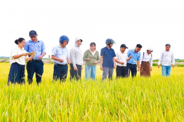 Tp. Huế: phường Thanh Thủy chủ động thu hoạch lúa Hè Thu, hướng đến sản xuất bền vững