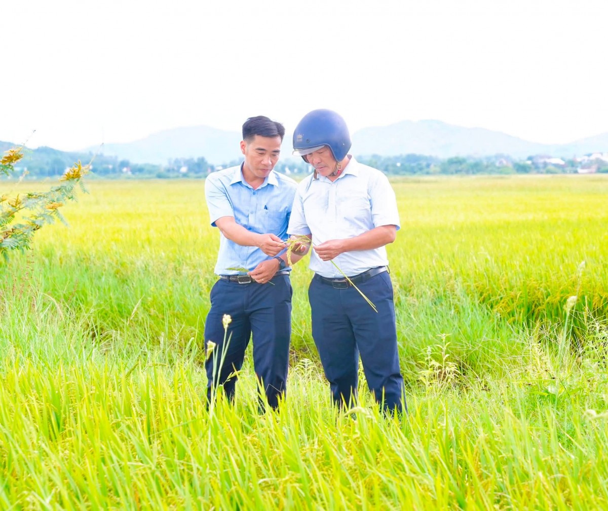 sản xuất lúa