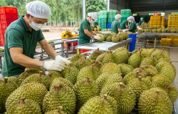 Sầu riêng Việt Nam: Không mở rộng diện tích, chuyển trọng tâm sang chất lượng