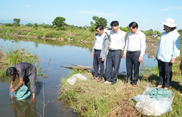 Từ những ruộng lúa kém hiệu quả đến mô hình lúa - tôm bền vững