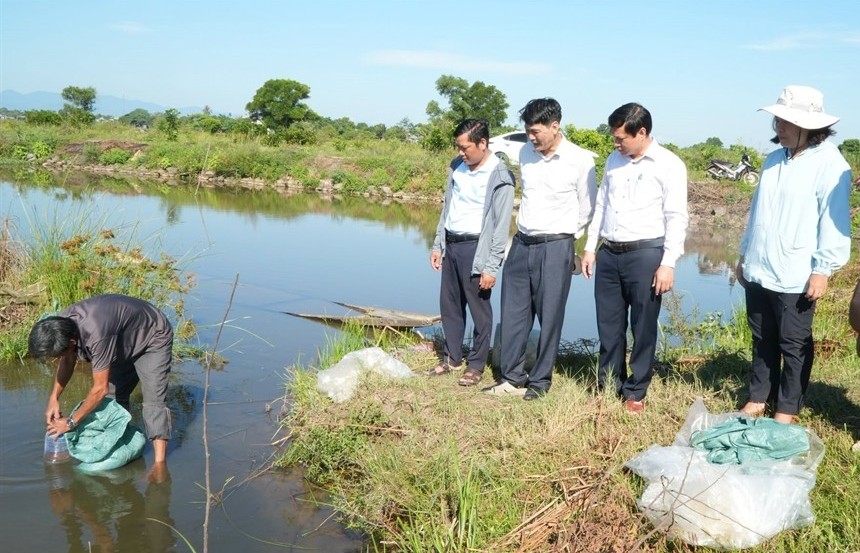 tu nhung ruong lua kem hieu qua den mo hinh lua tom ben vung