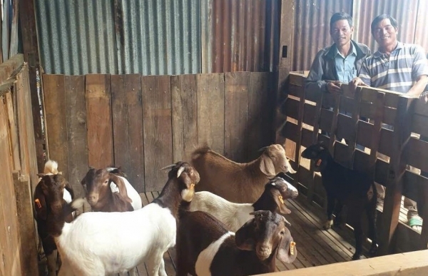Nam Hà Lâm Hà triển khai mô hình nuôi dê Boer theo hướng kinh tế tuần hoàn