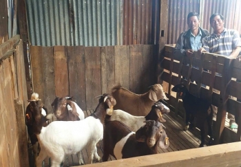 Nam Hà Lâm Hà triển khai mô hình nuôi dê Boer theo hướng kinh tế tuần hoàn
