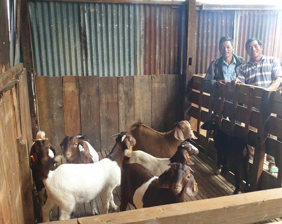 Nam Hà Lâm Hà triển khai mô hình nuôi dê Boer theo hướng kinh tế tuần hoàn