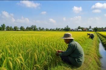Giải bài toán đưa hạt gạo chất lượng cao, phát thải thấp tiến sâu vào chuỗi giá trị