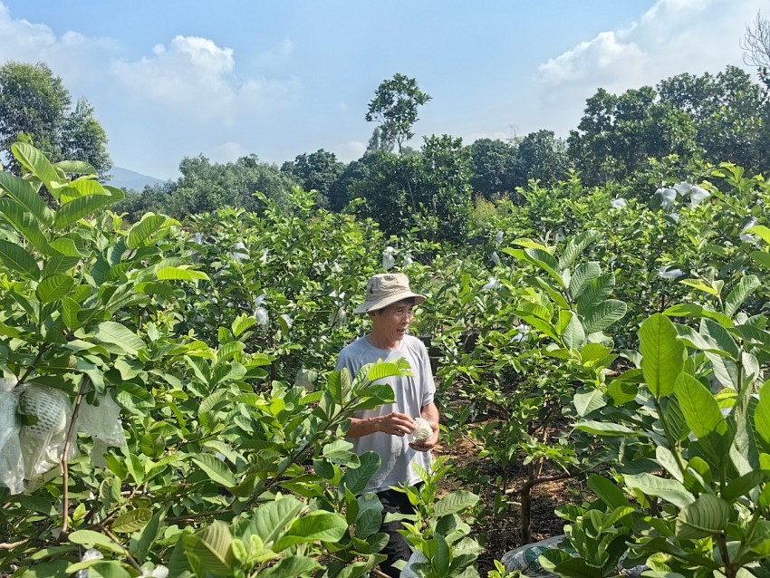 Vườn ổi của ông Phạm Đăng Huân. Ảnh: Duy Tùng
