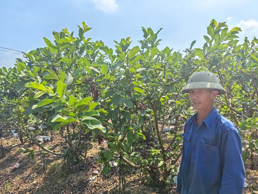 Vườn ổi của ông 