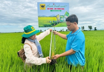 Cải tạo đất đầu vụ, chủ động hạn chế ngộ độc phèn cho lúa