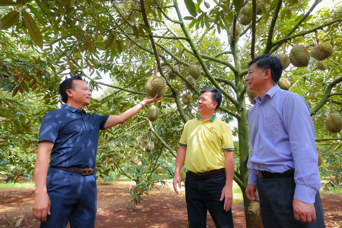 Bí quyết trồng sầu riêng cho nhiều trái loại A, lãi cao