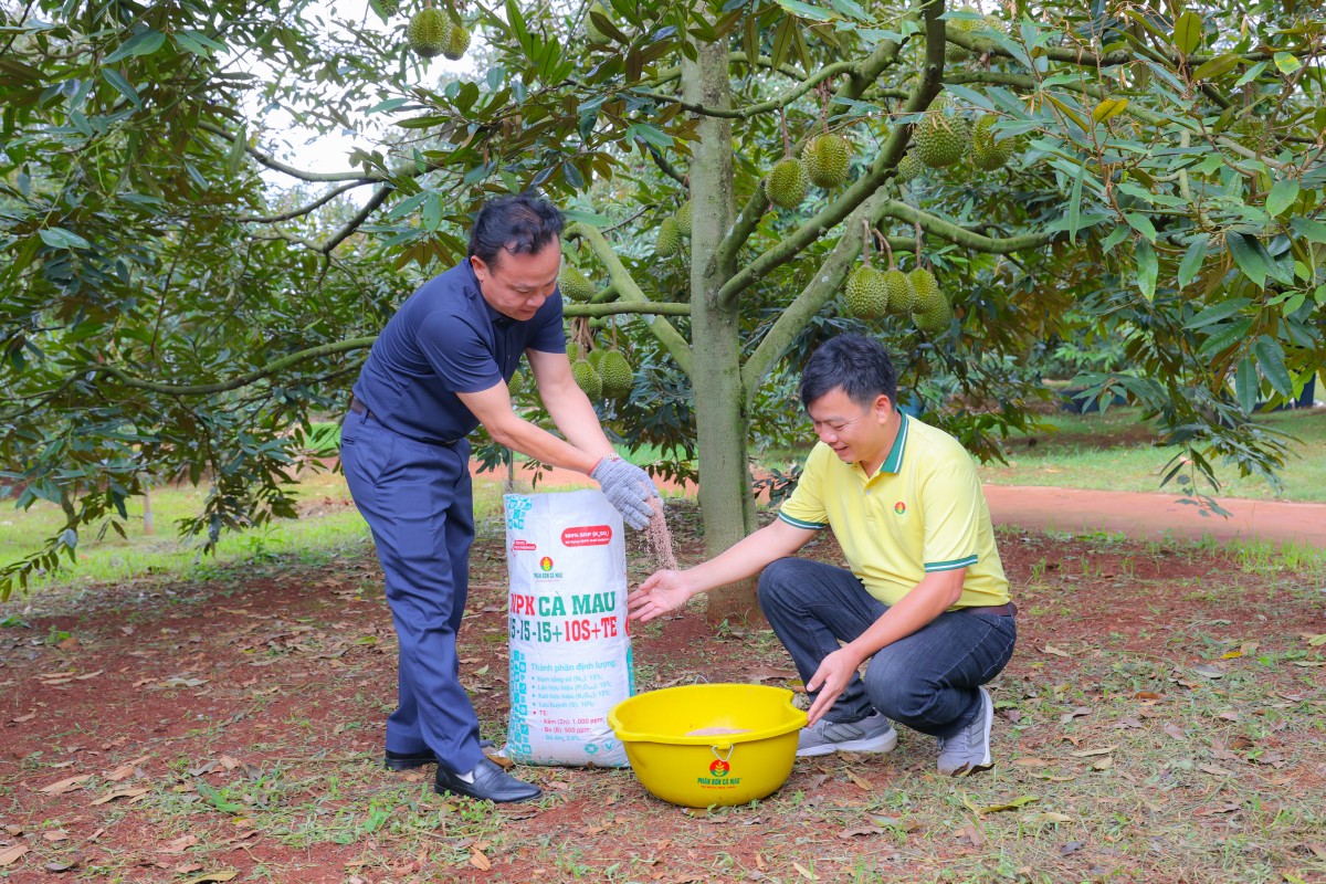 Bí quyết trồng sầu riêng cho nhiều trái loại A, lãi cao