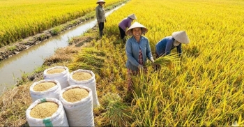 Chuẩn bị Festival Quốc tế ngành hàng lúa gạo Việt Nam lần thứ II năm 2026