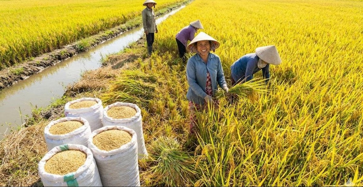 Chuẩn bị Festival Quốc tế ngành hàng lúa gạo Việt Nam lần thứ II năm 2026