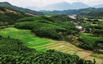 Chuyển từ trồng keo chu kỳ ngắn sang phát triển rừng gỗ lớn: Hướng đi mới cho lâm nghiệp Đà Nẵng