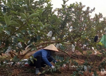 Nông dân Hải Phòng thu hơn 400 triệu đồng/ha mỗi năm nhờ bón phân gà ủ mục cho ổi