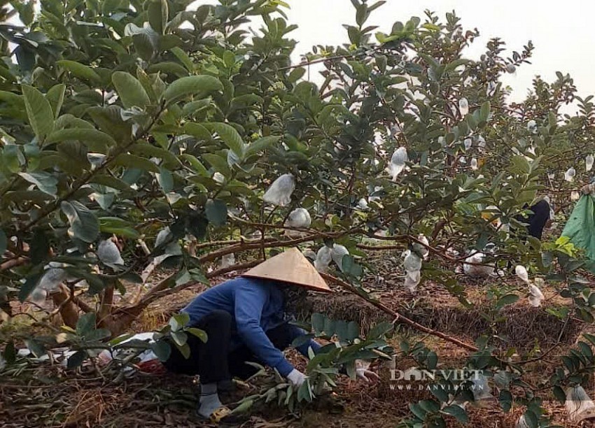 Nông dân Hải Phòng thu hơn 400 triệu đồng/ha mỗi năm nhờ bón phân gà ủ mục cho ổi