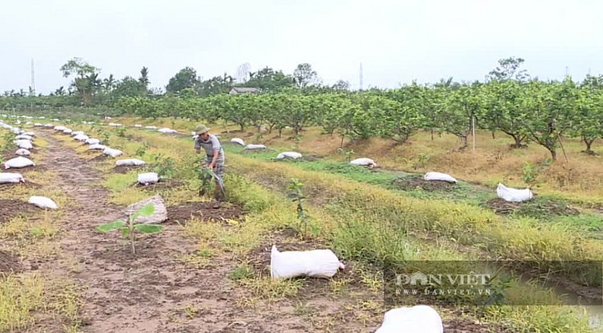 Nông dân Hải Phòng thu hơn 400 triệu đồng/ha mỗi năm nhờ bón phân gà ủ mục cho ổi